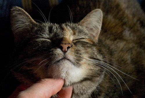 Emily scritched