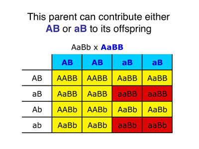 AaBB